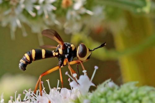 Conops scutellatus